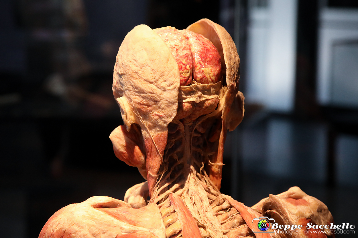 VBS_3046 - Mostra Body Worlds.jpg